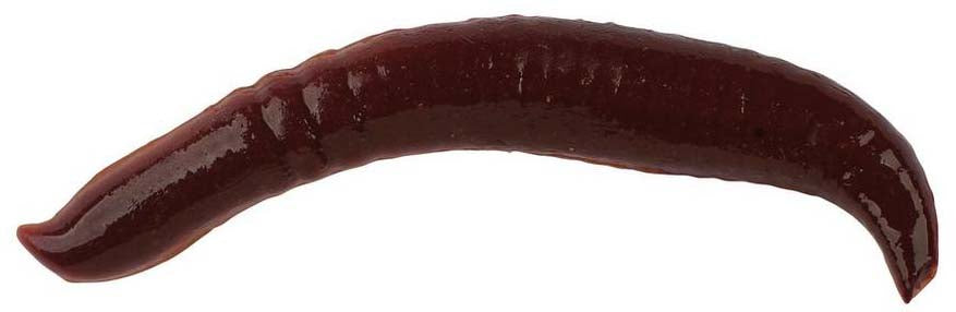 Berkley Gulp! Pinched Crawler - TACKLE WAREHOUSE AMERICA​