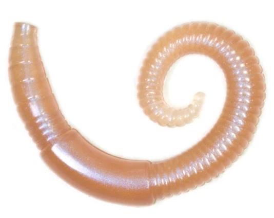 Lunkerhunt 2 inch River Worm Soft Plastic 8 pack - TACKLE WAREHOUSE AMERICA​