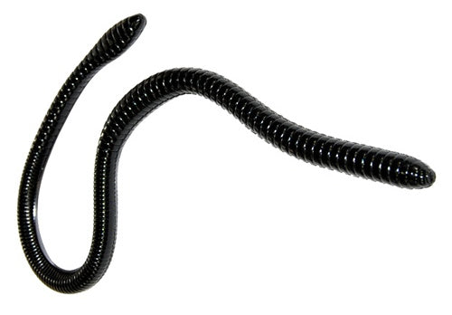 Gambler ER16 16 inch Soft Plastic Worm - TACKLE WAREHOUSE AMERICA​