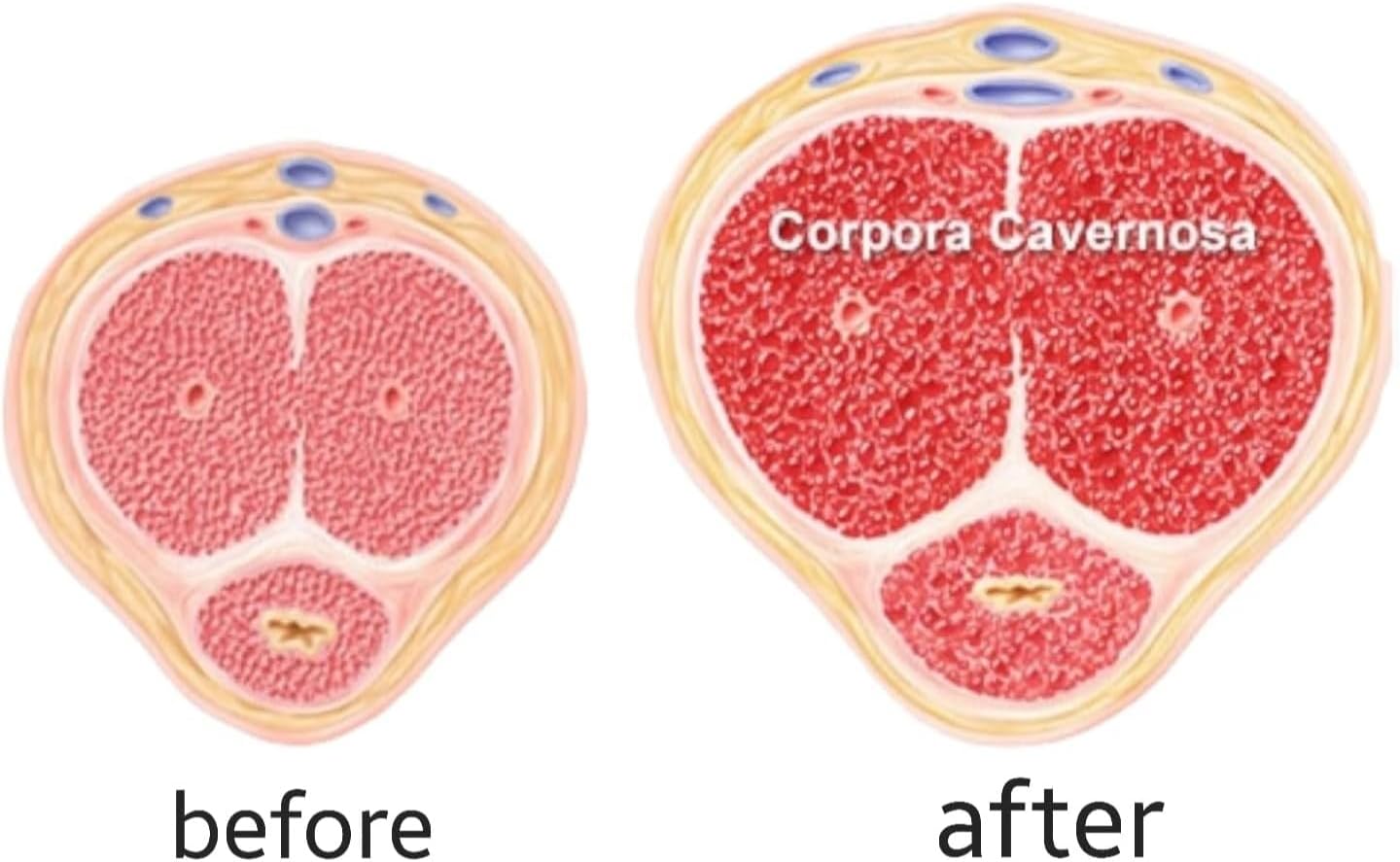 Men Enhancement Fast Grow Cream, GAIN UP to 8+ INCHES in Size Length & Girth + Better Male Performance. Crema de crecimiento rápido para mejorar el pene para Hombres, GANAR Hasta 8+ PULGADAS - DragonVitality