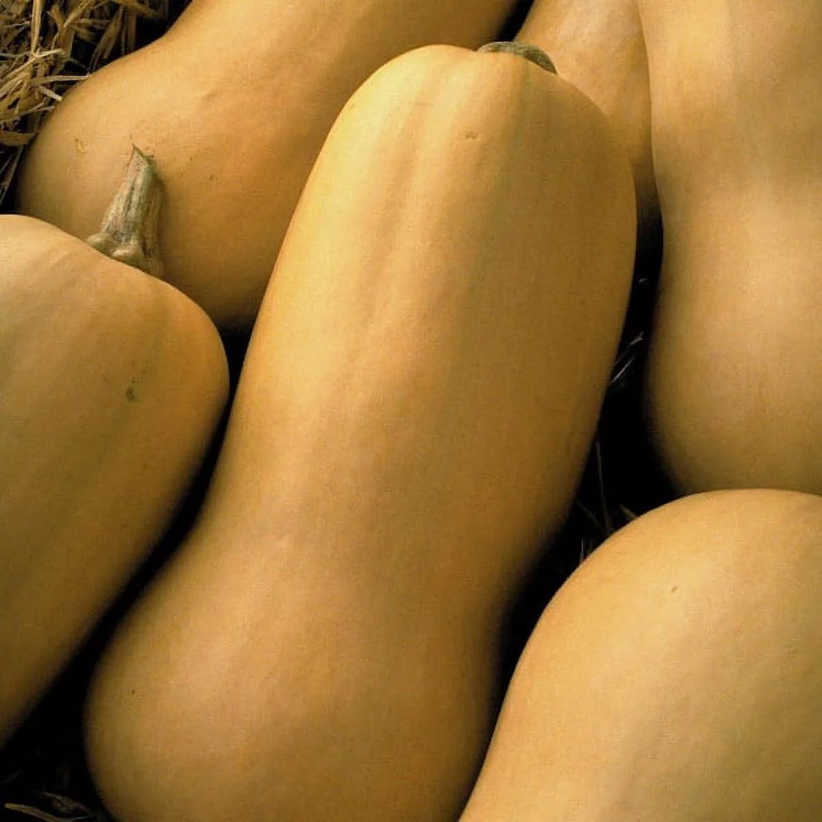 Seeds of Change Squash Butternut 01069