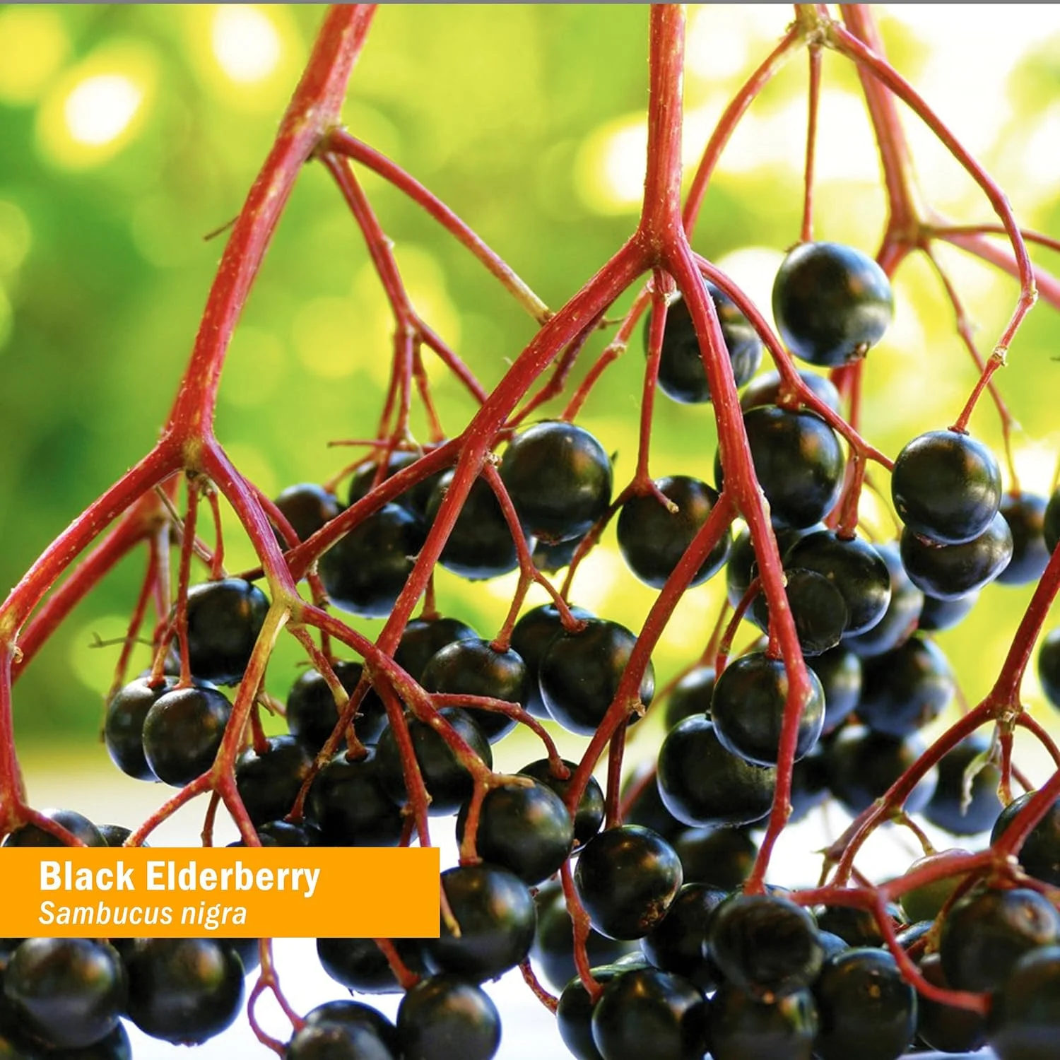 Herb Pharm Certified Organic Black Elderberry Liquid Extract for Immune System Support, Organic Cane Alcohol, 1 Oz