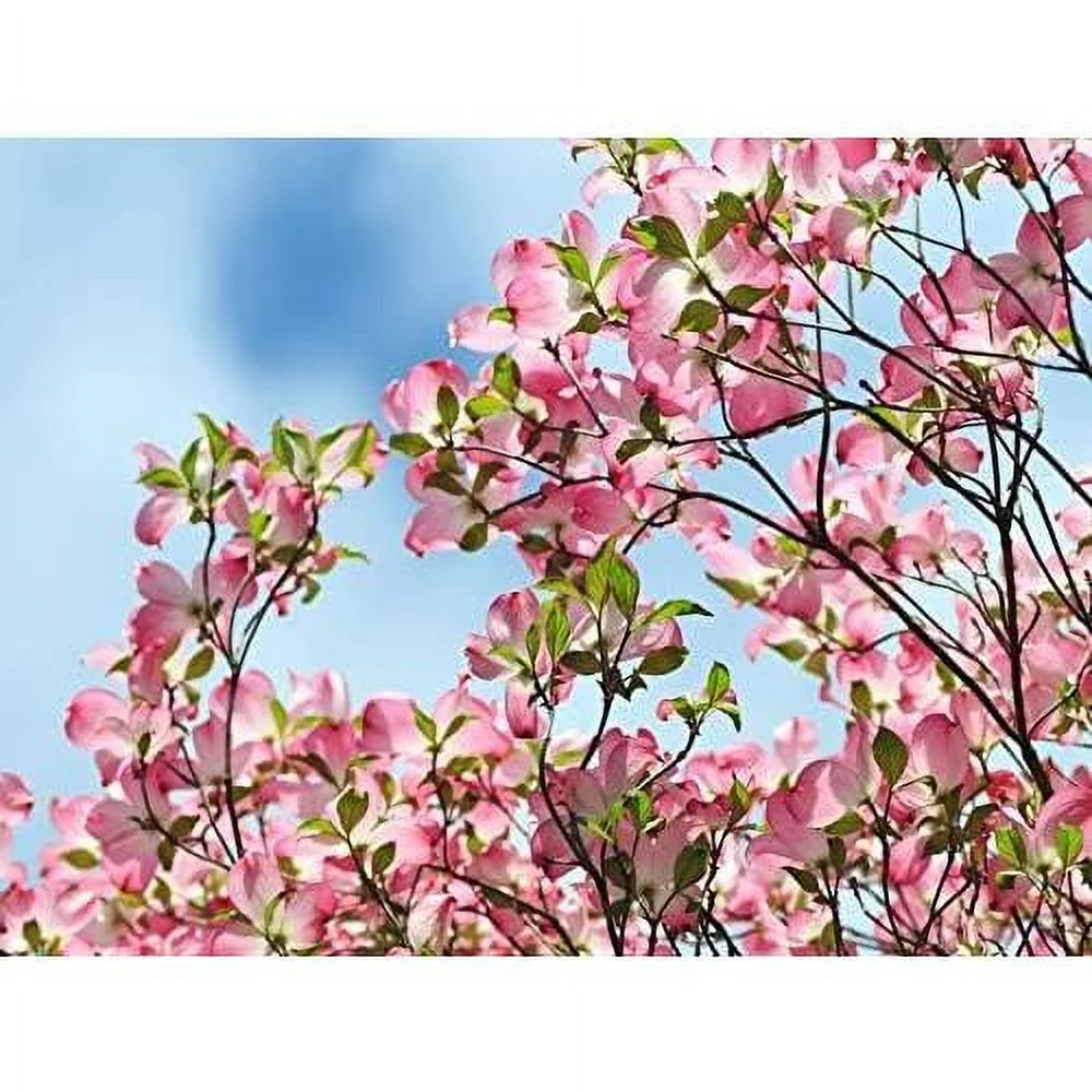 Dogwood Tree - 8