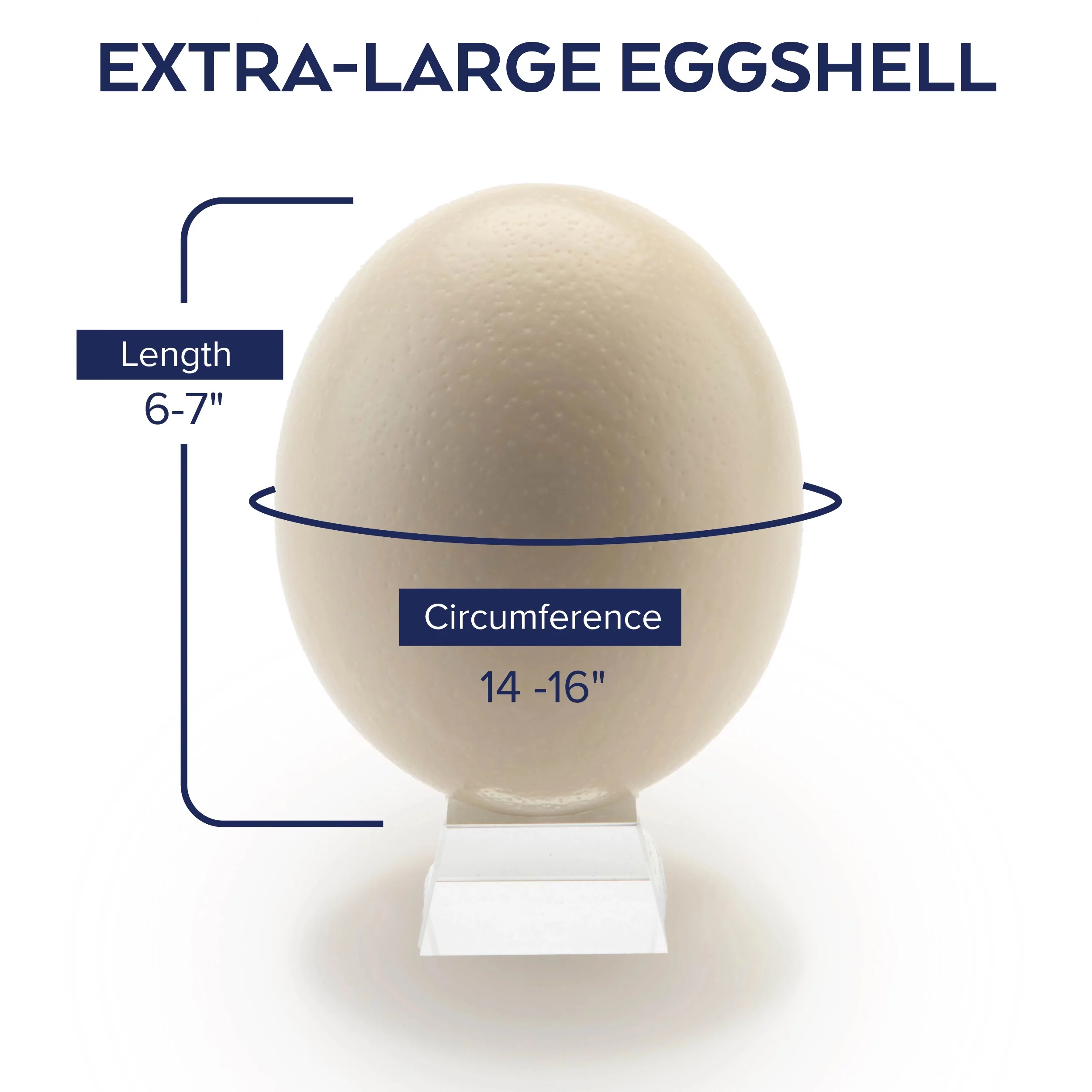 Ostrich Eggshells [Natural Sheen]