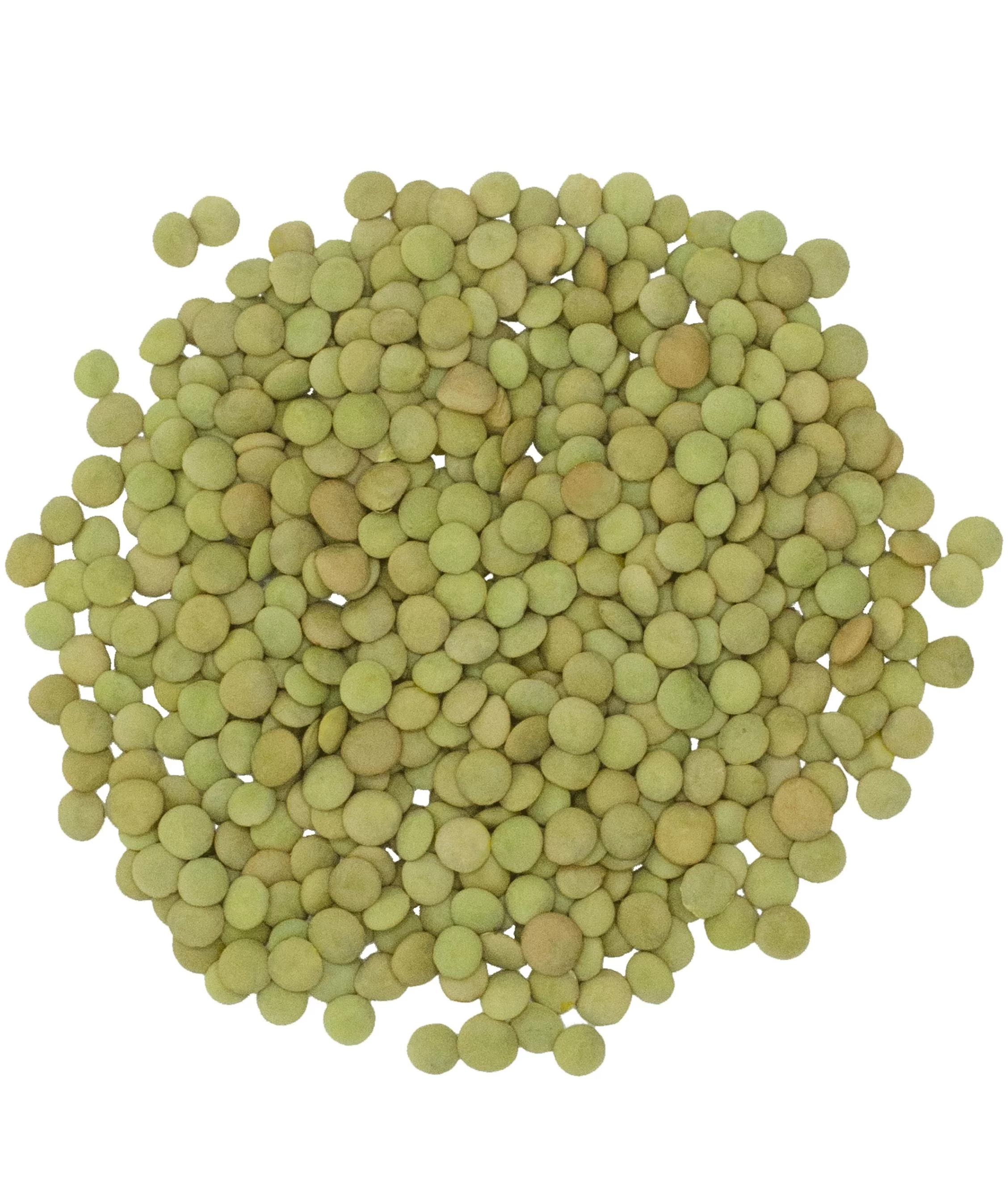 Montana Green Lentils | 25 lbs | Non-GMO | Dried | Clear Creek by Palouse Brand