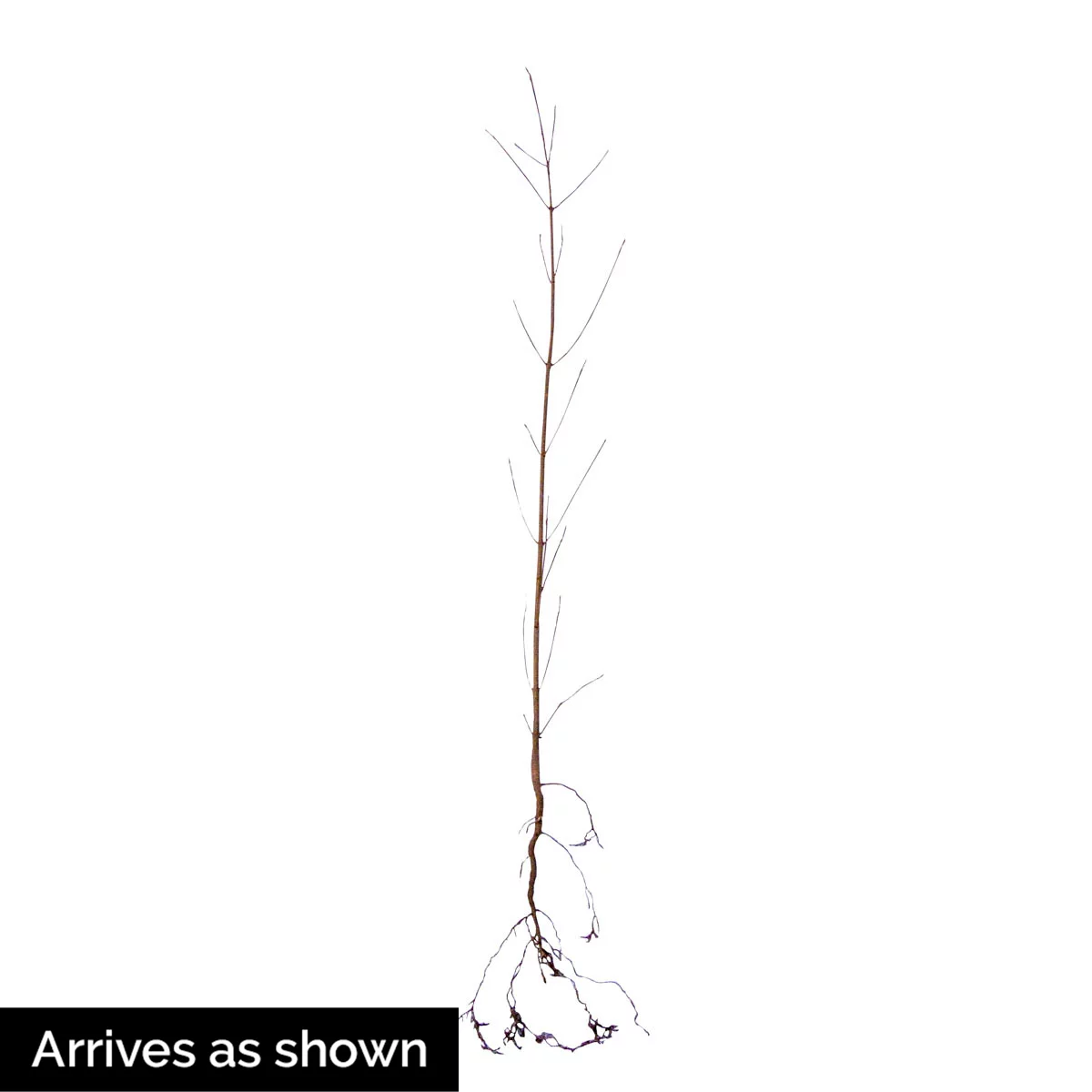 White Flowering Dogwood Dormant Bare Root Starter Tree (1-Pack)