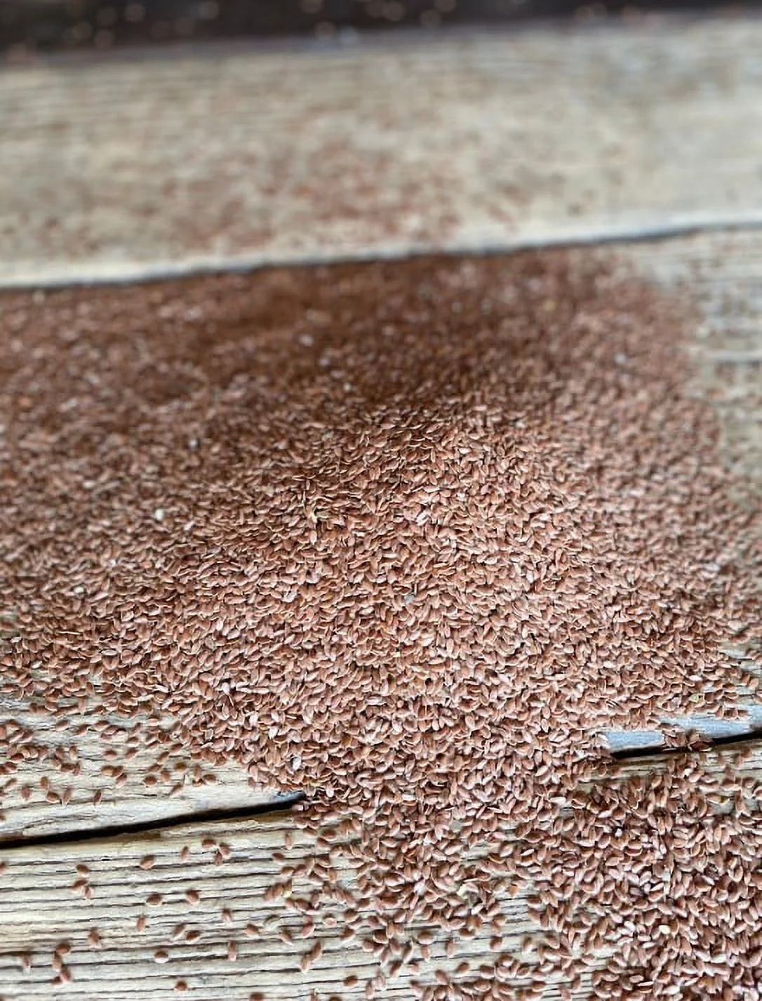 North Lily Flax Seeds, Non-GMO, Kosher, 50 lbs