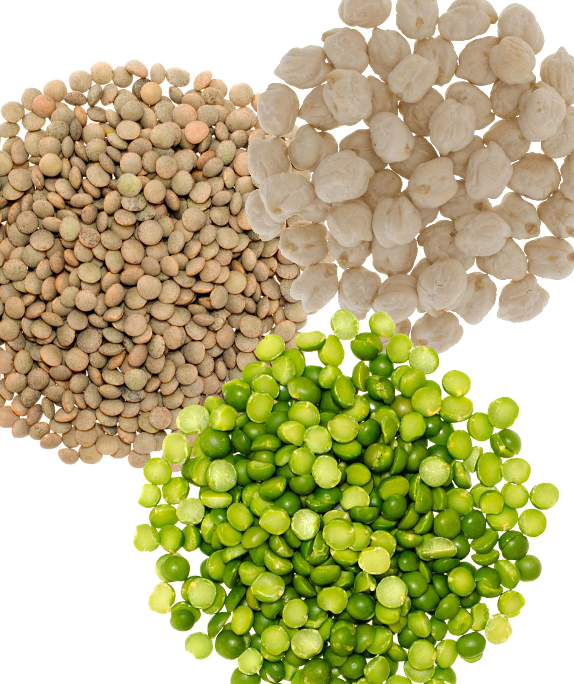 Emergency Legume Bucket Supply | 75 LBS | Chickpeas, Lentils and Green Split Peas [25 lbs each]