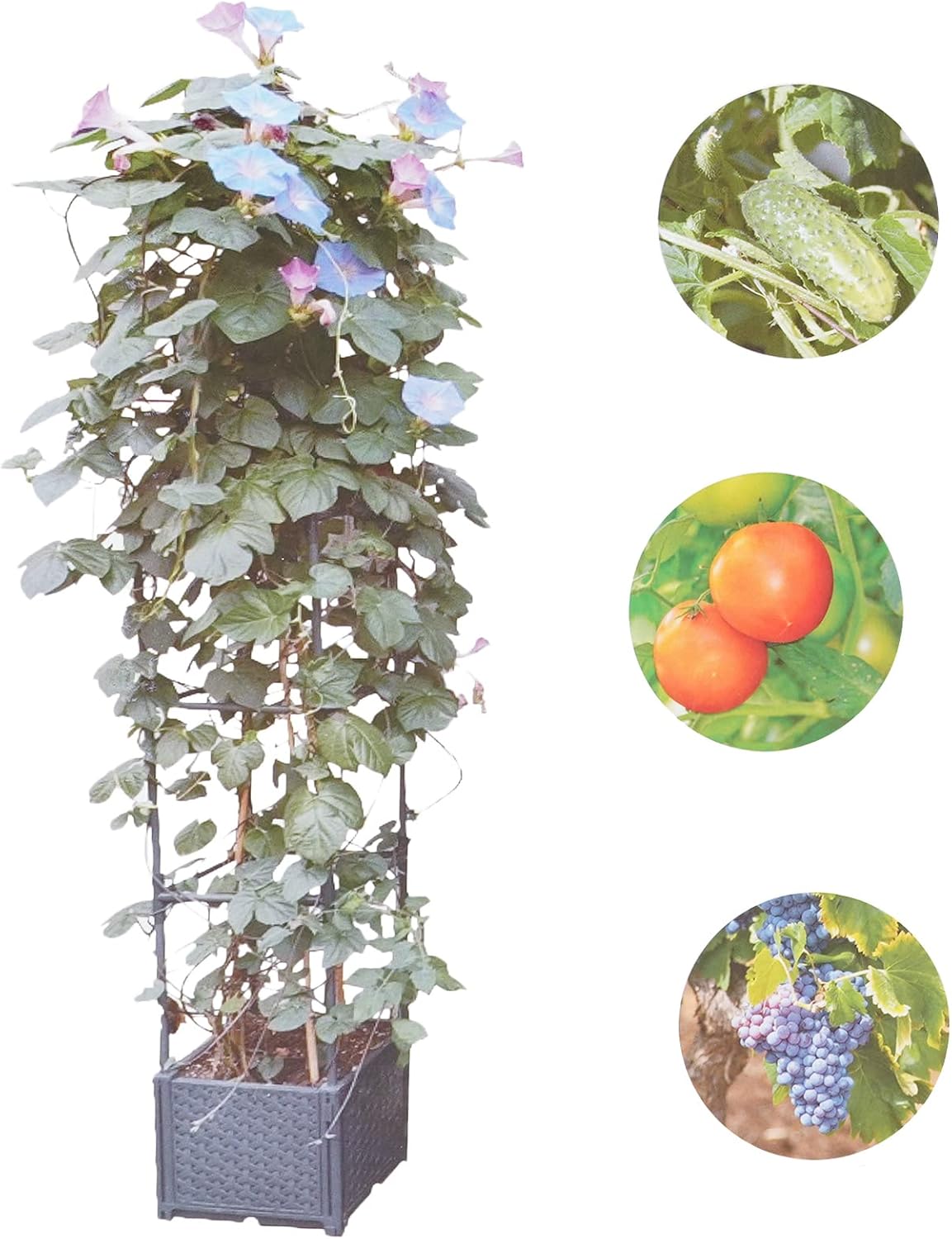 GREEN MOUNT Raised Garden Bed Planter Boxes with Trellis for Climbing Vegetables Plants Tomato Cage