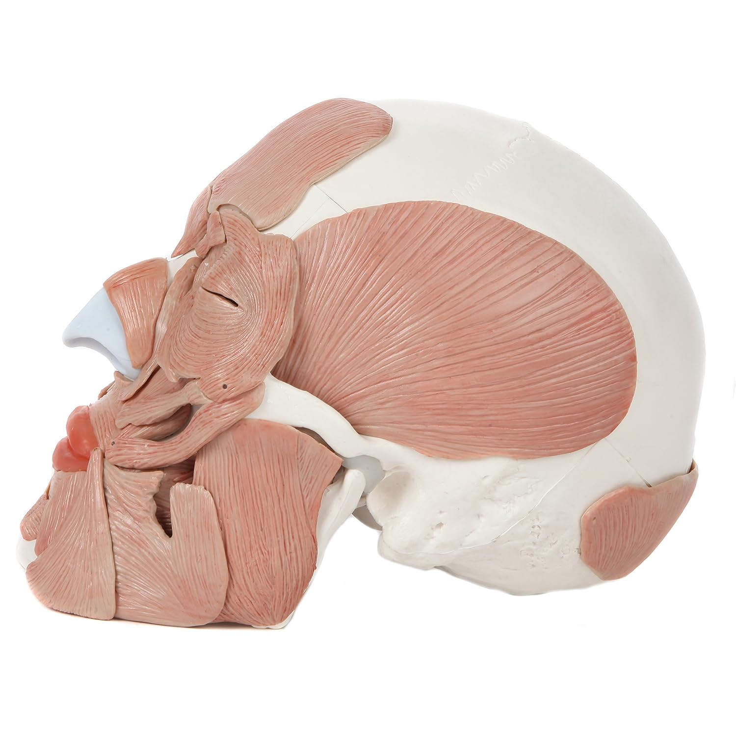 Axis Scientific 3-Part Painted Anatomy Skull Model with Facial Musculature – Life Size Anatomical Skull Muscle Model with 36 Removable Parts, Removable Skull Cap