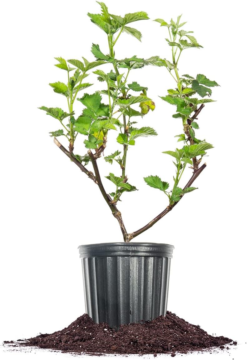 PERFECT PLANTS Triple Crown BlackBerry Bush 1 Gallon | Live Vining Fruit for Outdoor Planting | Large Fruits for Home Gardens | Dark Purple Berries are Sweet & Healthy