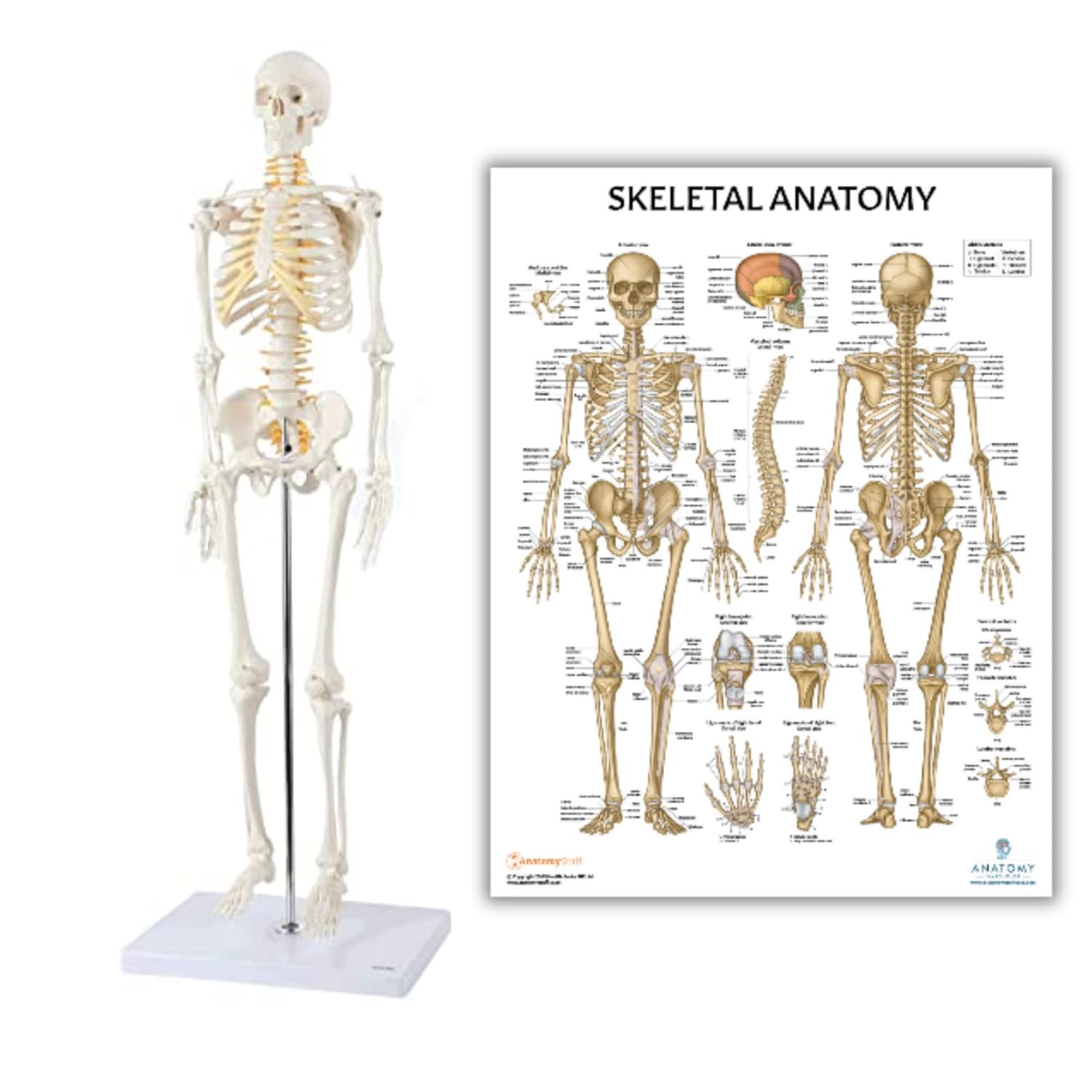 Axis Scientific Mini Human Skeleton Model with Metal Stand, 31