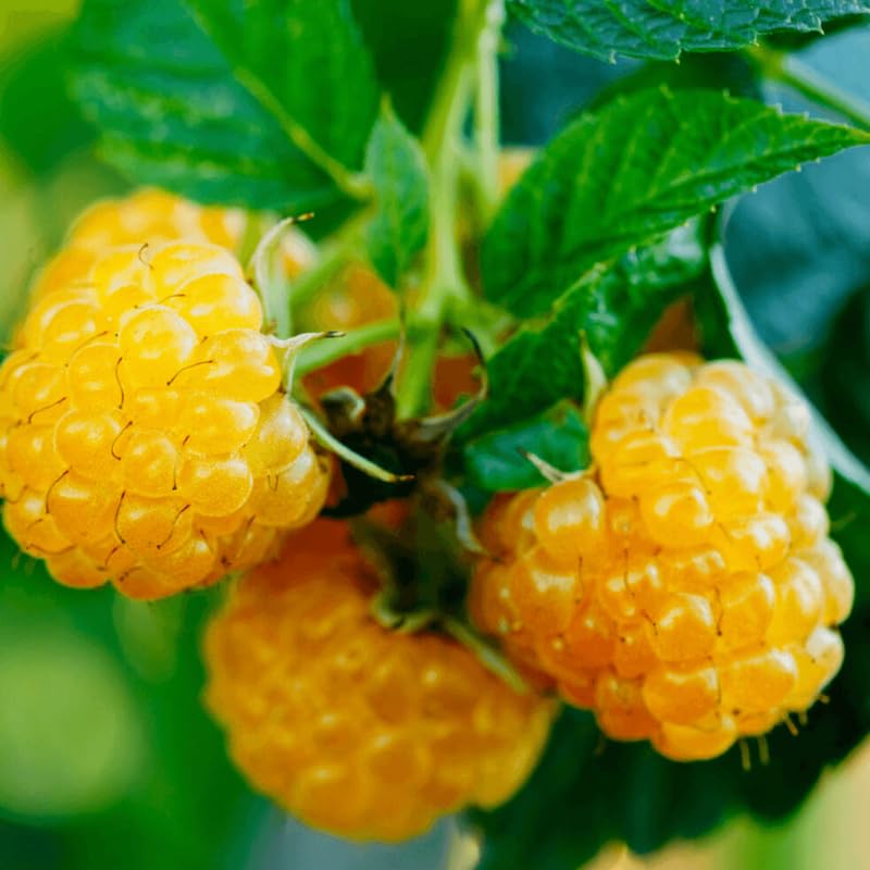 Pack 2 Black Raspberry Plants Live for Planting, Black Raspberry Bushes Live Plants 1-2 Years Old, Sweet Raspberry Fruit Trees