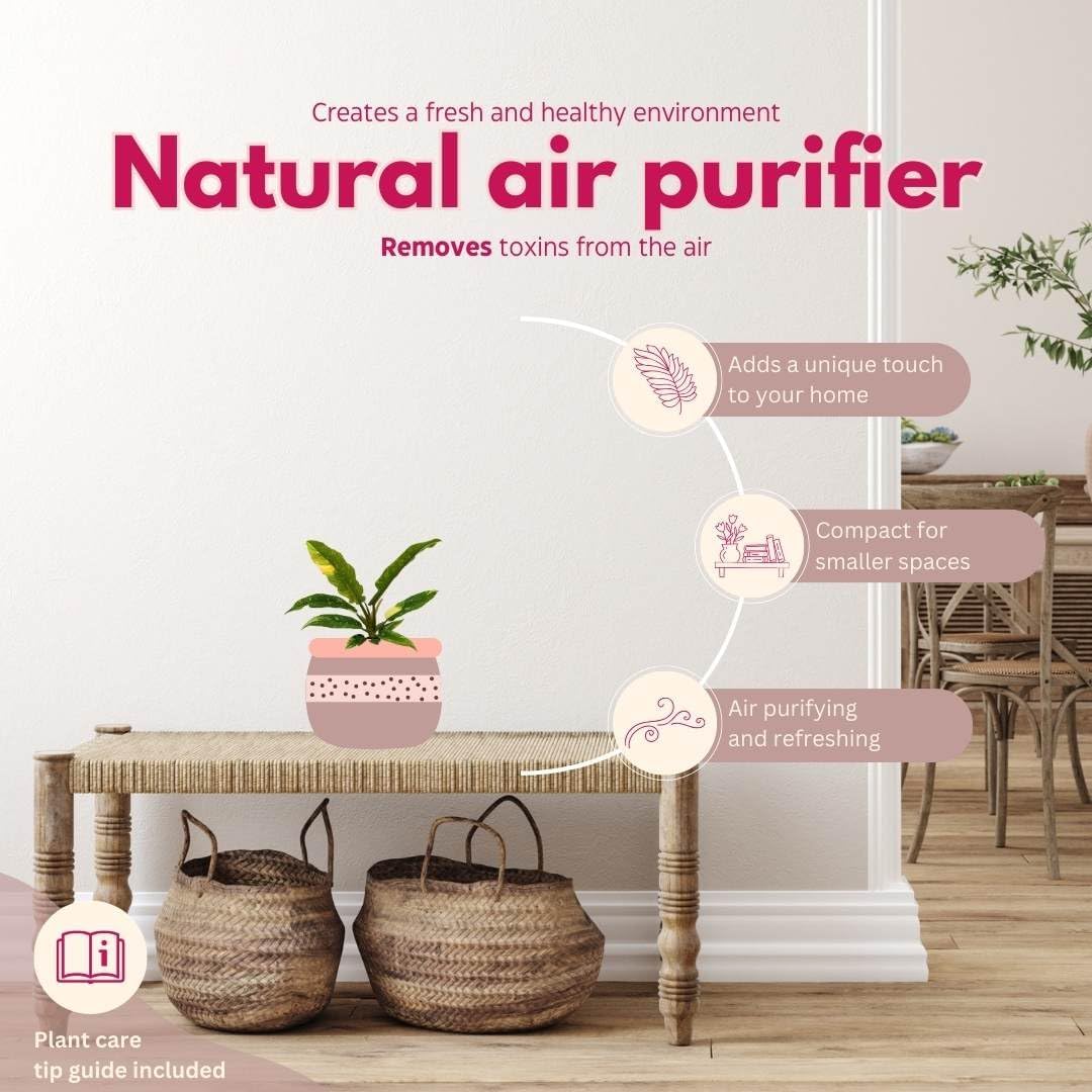 BubbleBlooms Philodendron Ring of Fire Rare Hybrid Philo in a 2 inch Pot