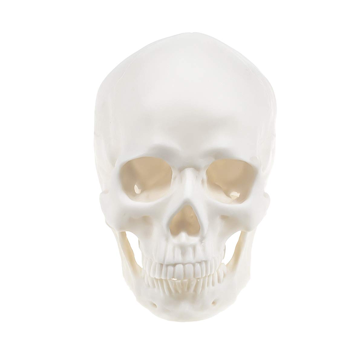 1:1 Life Size Human Skull Model Anatomical Medical Teaching Skeleton Head Model Middle Size White