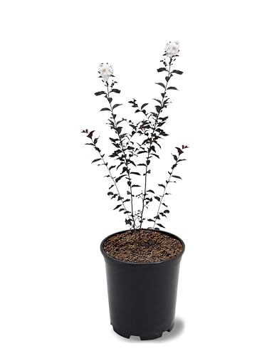 American Plant Exchange Black Diamond Purely Purple Crape Myrtle Tree Live, 1-Gallon Pot, 1-1.5ft Tall, Vibrant Purple Flowers, Drought-Tolerant, Large Outdoor Landscape Accent, Year-Round Beauty