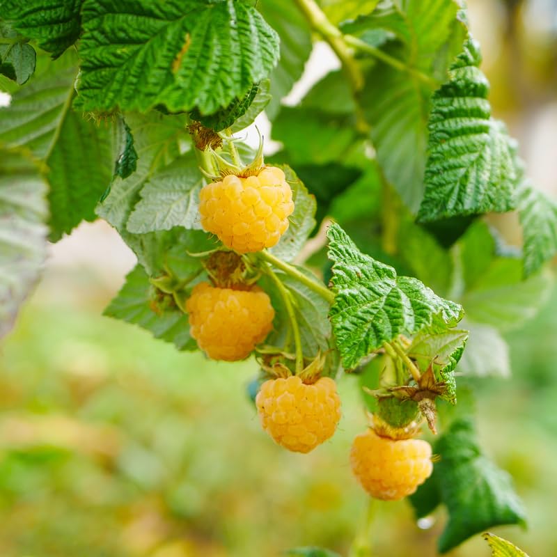 Pack 2 Black Raspberry Plants Live for Planting, Black Raspberry Bushes Live Plants 1-2 Years Old, Sweet Raspberry Fruit Trees