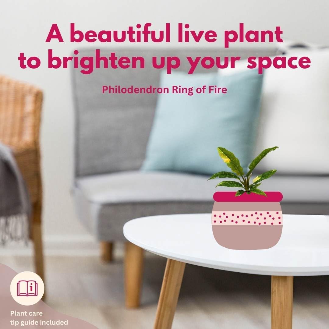 BubbleBlooms Philodendron Ring of Fire Rare Hybrid Philo in a 2 inch Pot