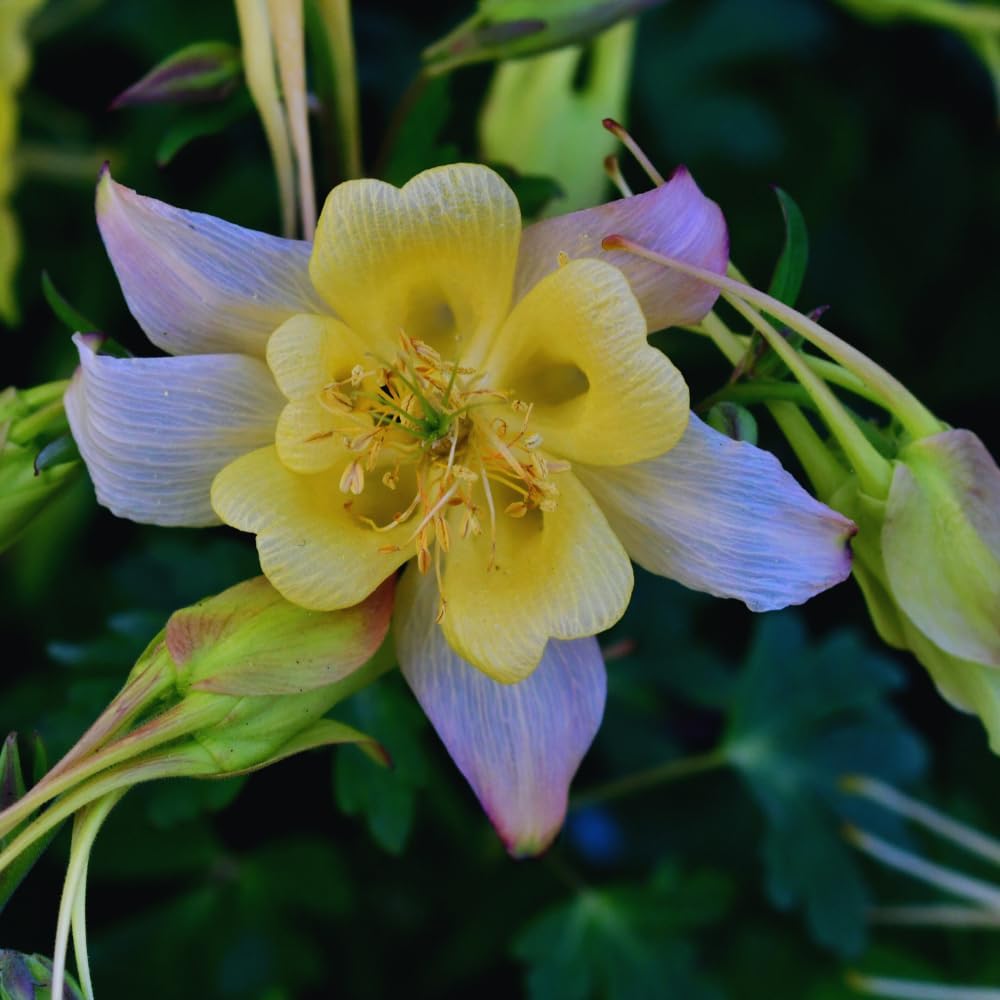 Columine Plant Pot, Columbine Plant Live, 3 to 5 Inches Long, Purple Yellow Columbine Live Plant, 2.5 Inc Potted, Columbine Flower Plants Indoor Outdoor