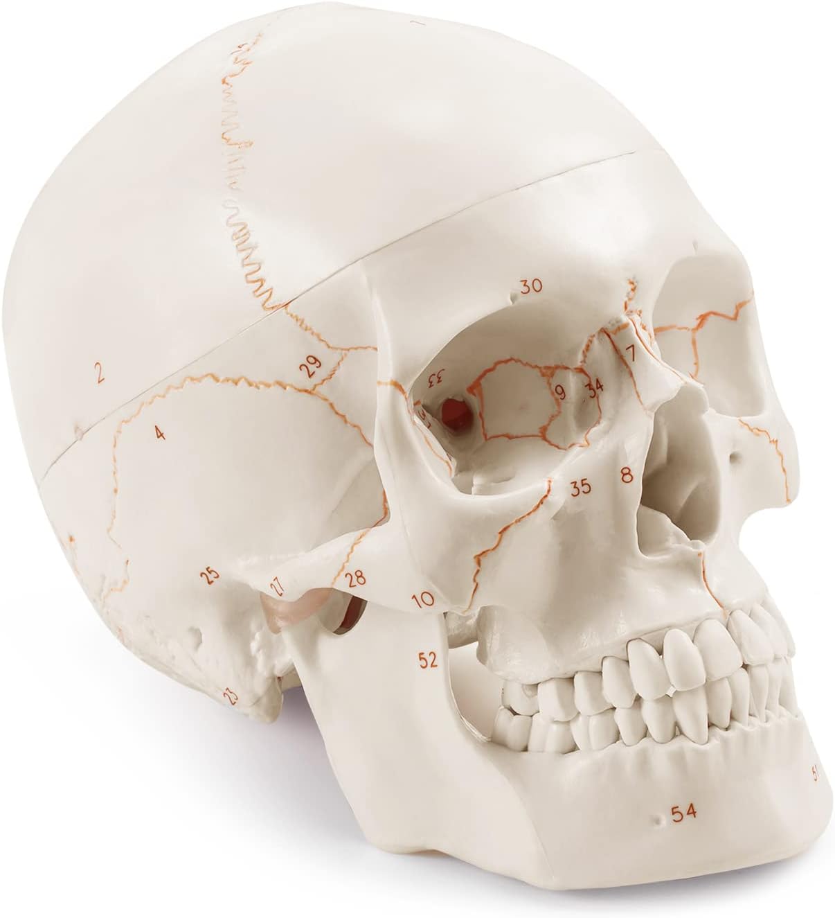 Upgraded Life Size Human Head Skull Anatomical Model with Newest Laser-Etched Fonts Not Hand Write Number, Not Smudged for Medical Student Human Anatomy Study Course