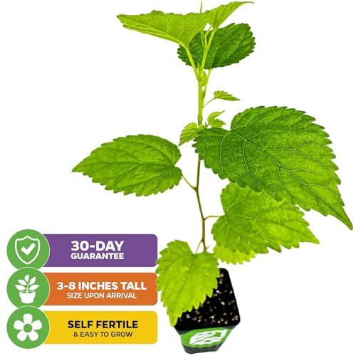 Dwarf Everbearing Black Mulberry Tree Live Plant - Morus nigra - Wellspring Gardens Premium Fruit Tress Live Plants - Great for Nature Lovers & Gardeners - Perfect for Outdoor and Indoor Fruit Trees