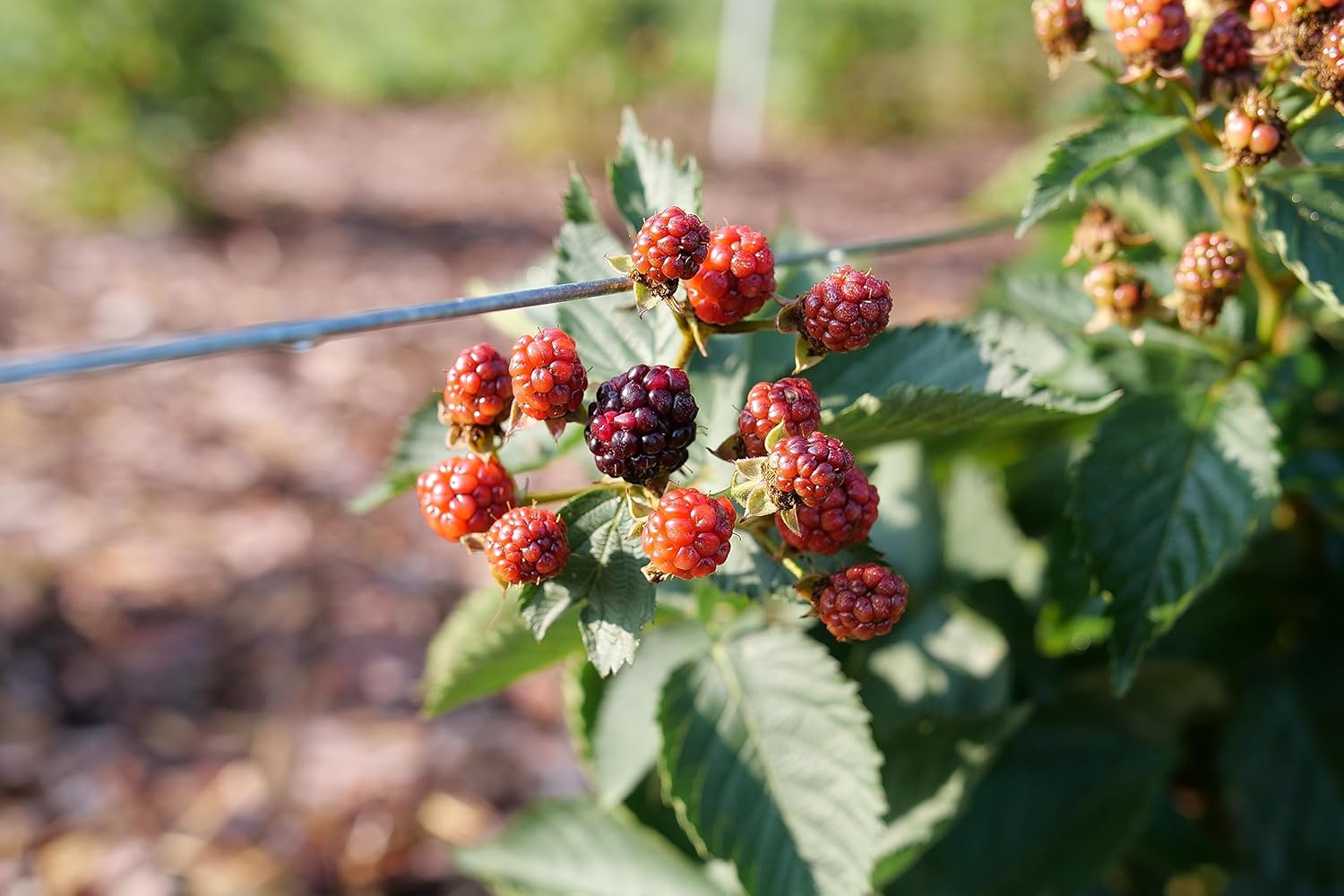 Proven Winners Taste of Heaven BlackBerry (Rubus) Live Shrub, 4.5