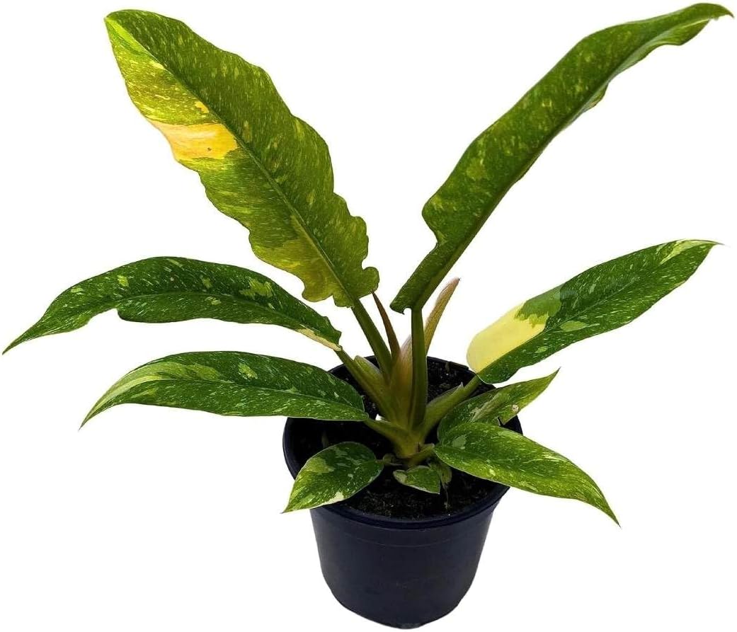 BubbleBlooms Philodendron Ring of Fire Rare Hybrid Philo in a 2 inch Pot