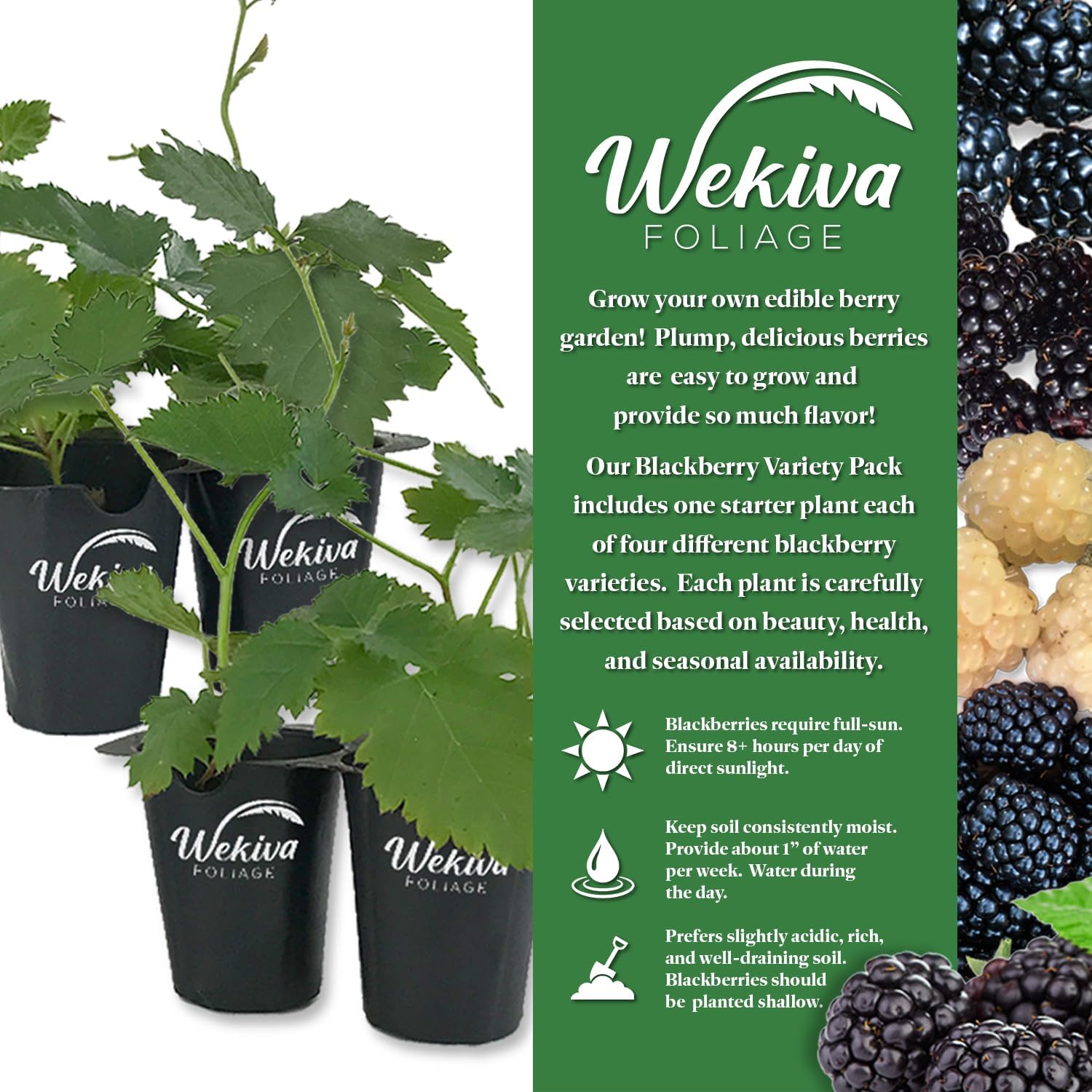 BlackBerry Variety Pack - 4 Live Starter Plants - Rubus - Live Starter Plants for Your Edible Garden