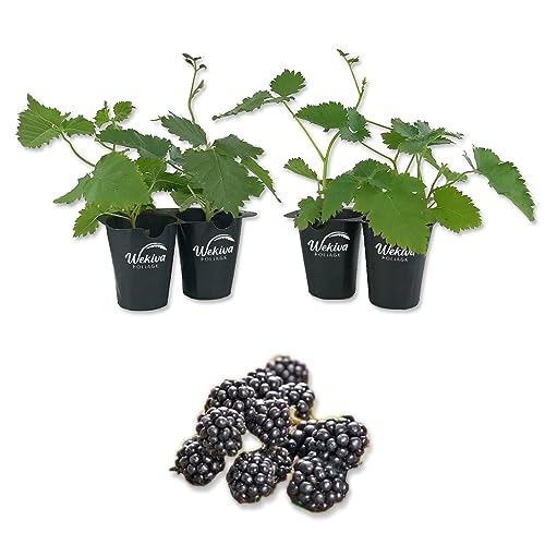 Chester BlackBerry Plant - 4 Live Starter Plants - Rubus - Fruit Trees for The Patio and Garden