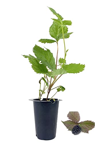 Apache BlackBerry Plant - 10 Live Starter Plants - Rubus - Fruit Trees for The Patio and Garden