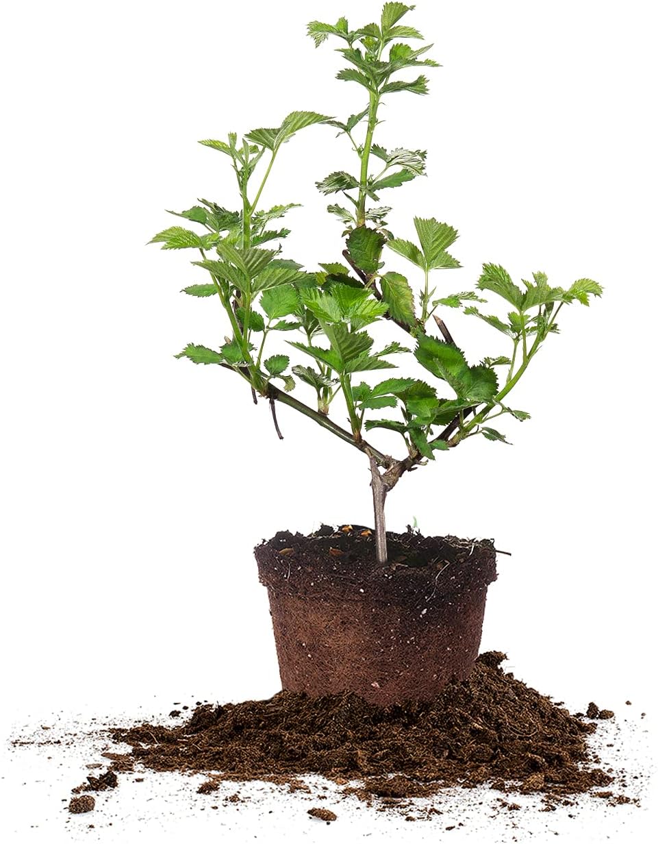 PERFECT PLANTS Natchez Thornless BlackBerry Bush 1 Gal. Pot Extremely Adaptable Large Firm Berries