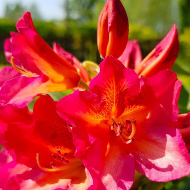 Reddish-Orange Golden in Center Color Rhododendron Live Plant Shrubs for Outdoor Planting, Azalea Bushes Ready to Plant, Fragrant Rhododendron Plant Live