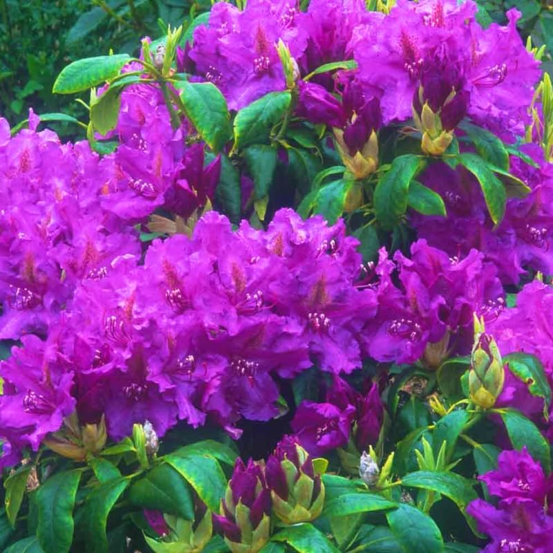 Rhododendron Pink Reblooming Azalea, Bloom Spring Summer and Fall, 4 Inch Pot