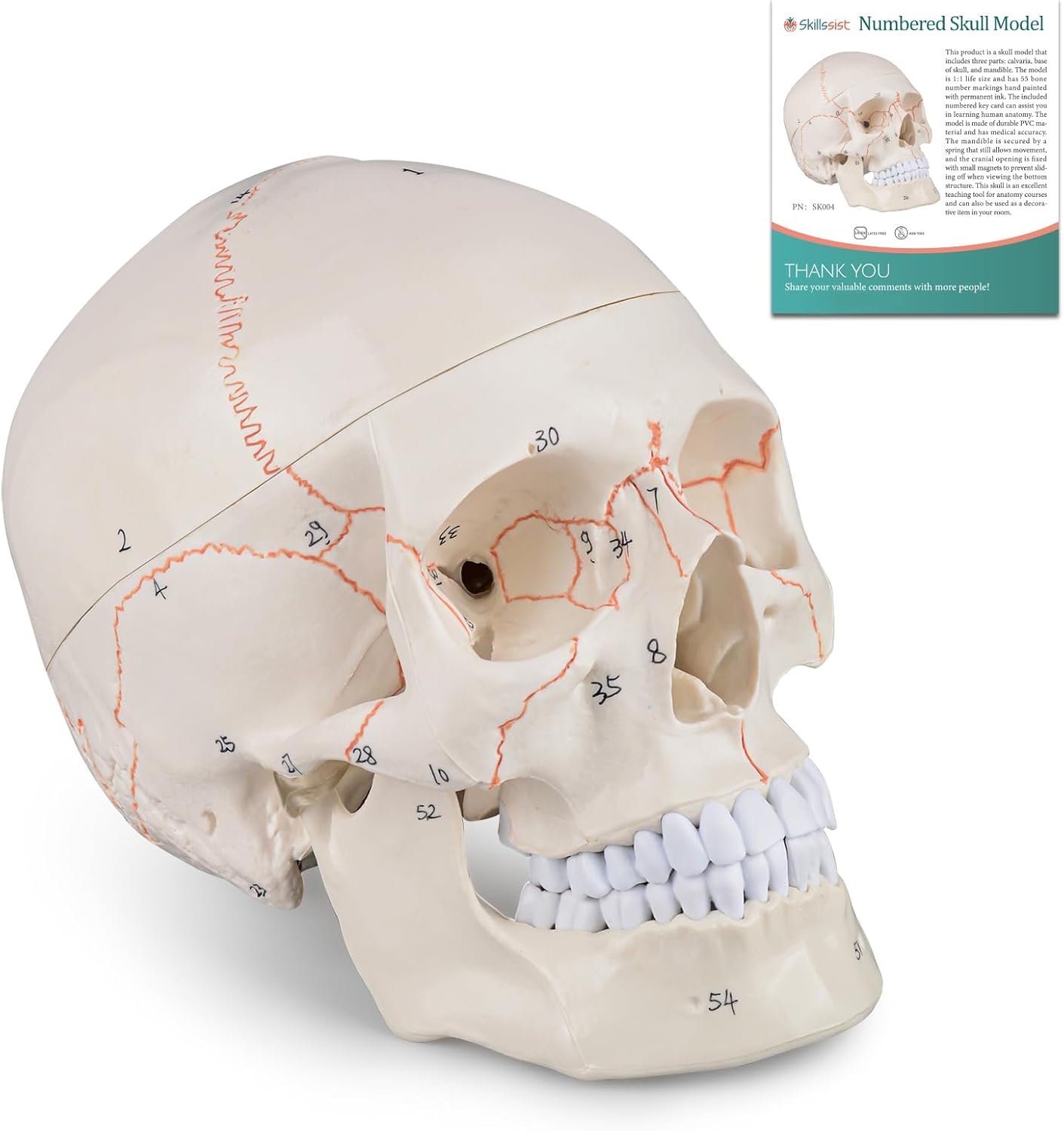 Numbered Human Skull Model - Life Size Medical Quality Anatomical Model with 3 Parts and Painted Sutures - Ideal for Medical Students and Science Education