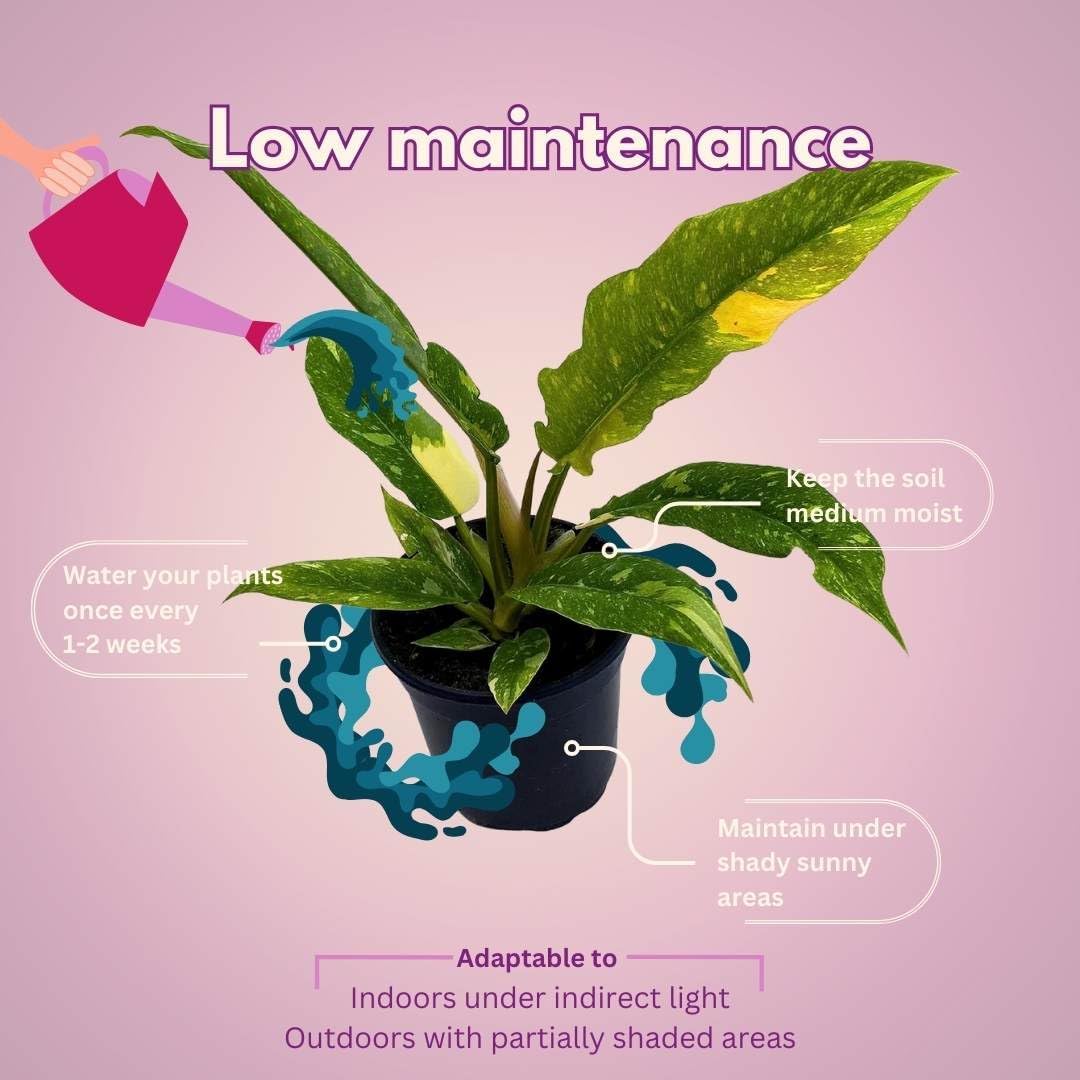 BubbleBlooms Philodendron Ring of Fire Rare Hybrid Philo in a 2 inch Pot