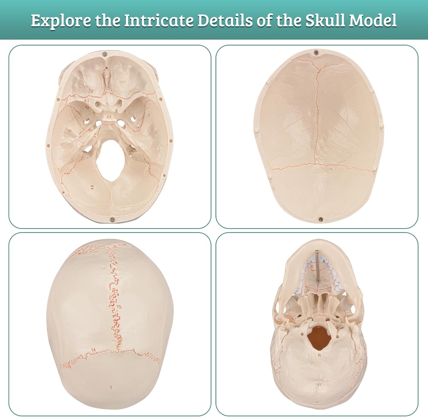 Upgraded Life Size Human Head Skull Anatomical Model with Newest Laser-Etched Fonts Not Hand Write Number, Not Smudged for Medical Student Human Anatomy Study Course