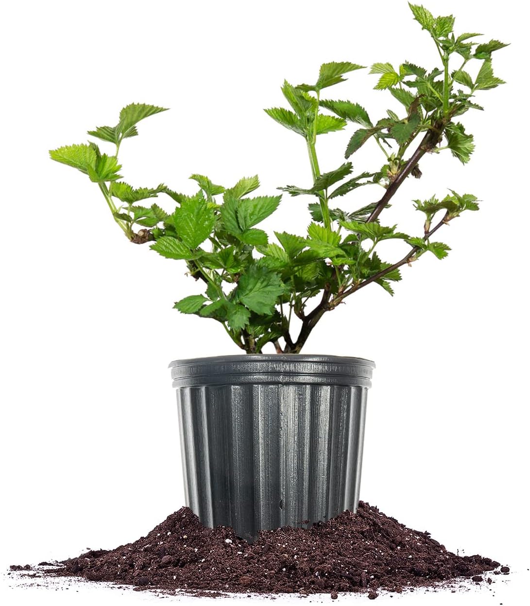 PERFECT PLANTS Apache Blackberry Bush 1 Gallon | Live Thornless Fruit for Outdoor Planting | Fresh Fruits for Home Gardens | Dark Purple Berries Emerge During Early Summer