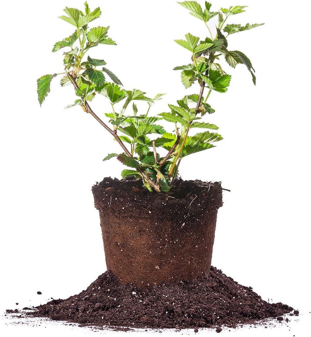 PERFECT PLANTS Black Satin BlackBerry Bush 1 Gallon | Live Fruit Tree for Outdoor Planting | Huge Fruits for Home Gardens | Dark Black Berries are Sweet & Healthy