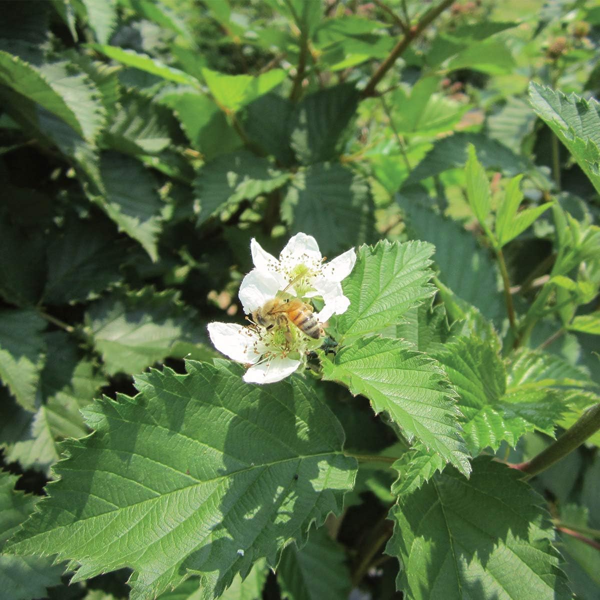 Burpee Thornless Blackberry Prime-Ark® 'Freedom' shipped as FIVE BARE ROOT PLANTS