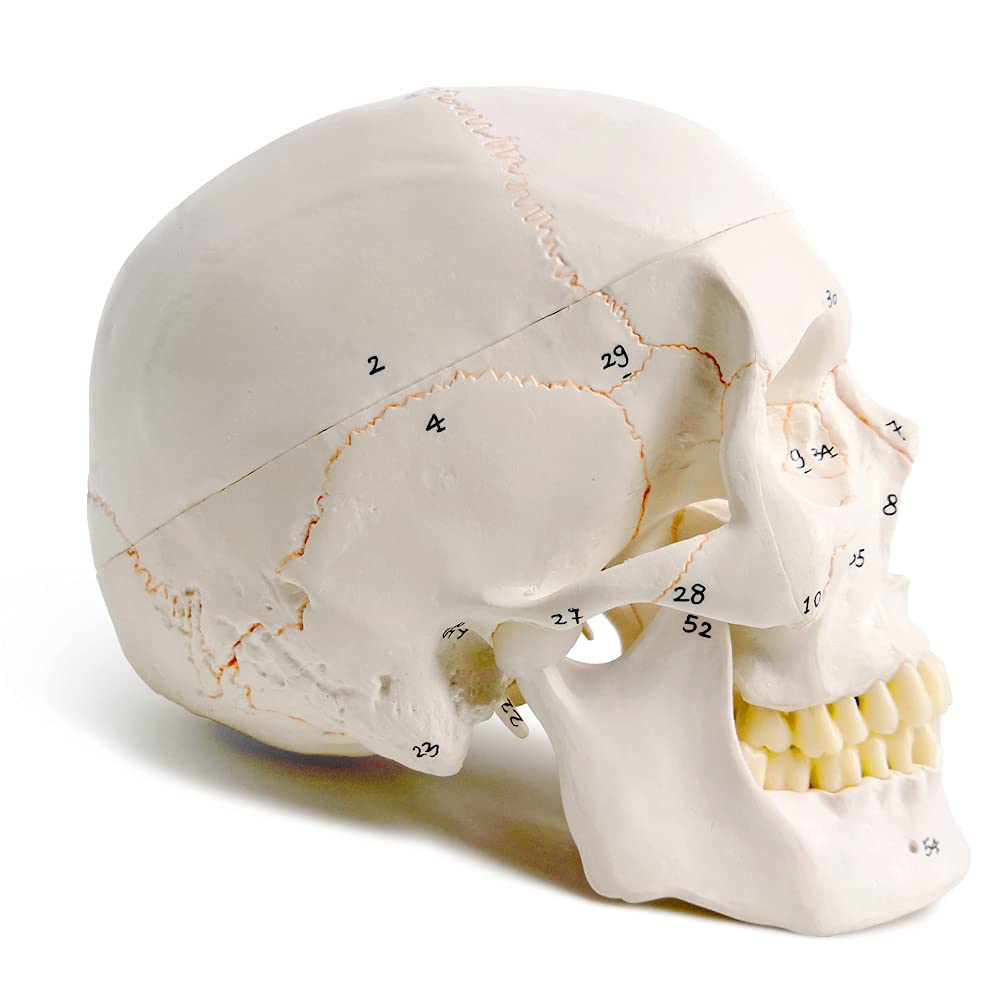 Evotech Classic Numbered Human Skull Model, Life Size (9