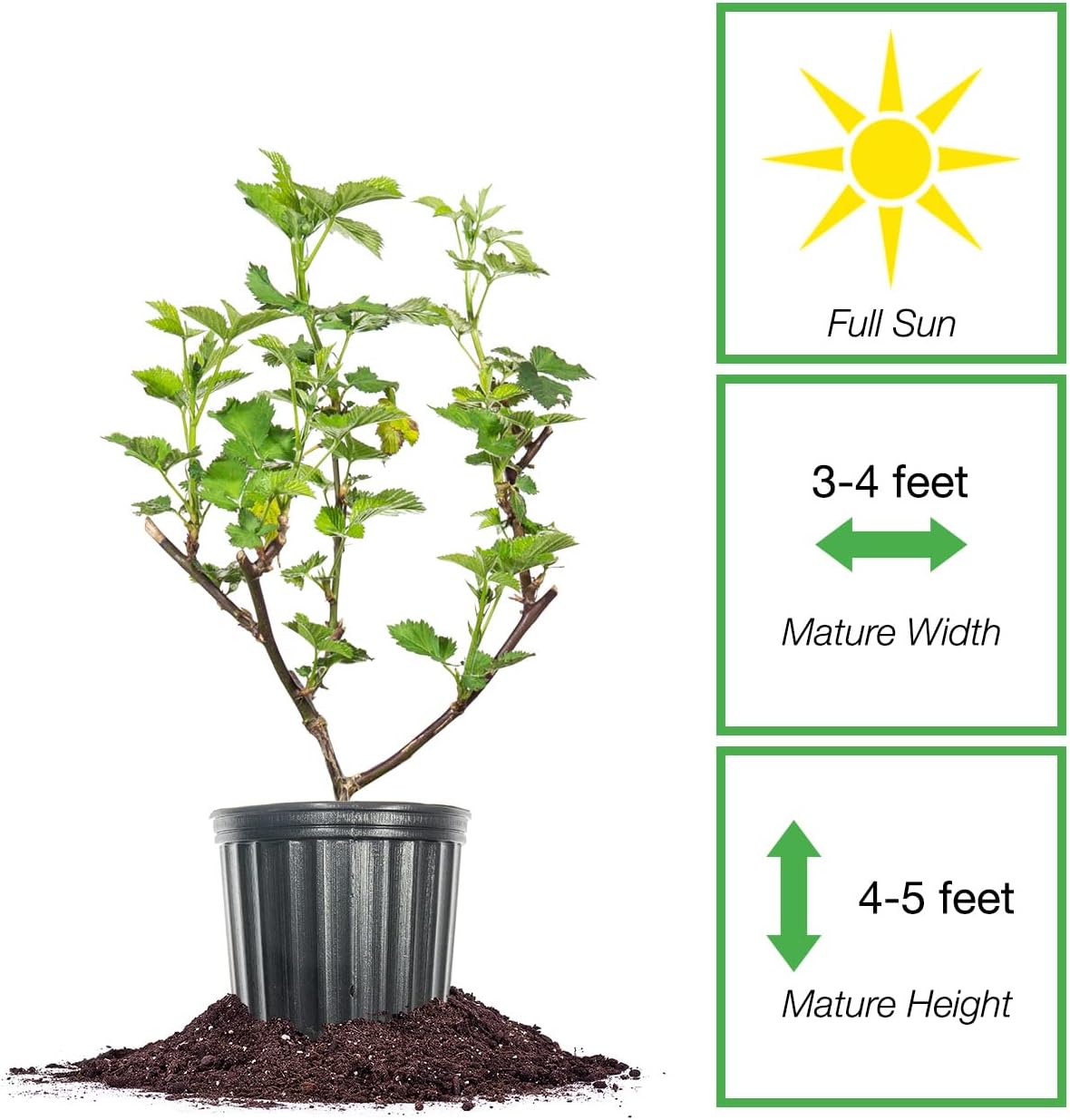 PERFECT PLANTS Triple Crown BlackBerry Bush 1 Gallon | Live Vining Fruit for Outdoor Planting | Large Fruits for Home Gardens | Dark Purple Berries are Sweet & Healthy