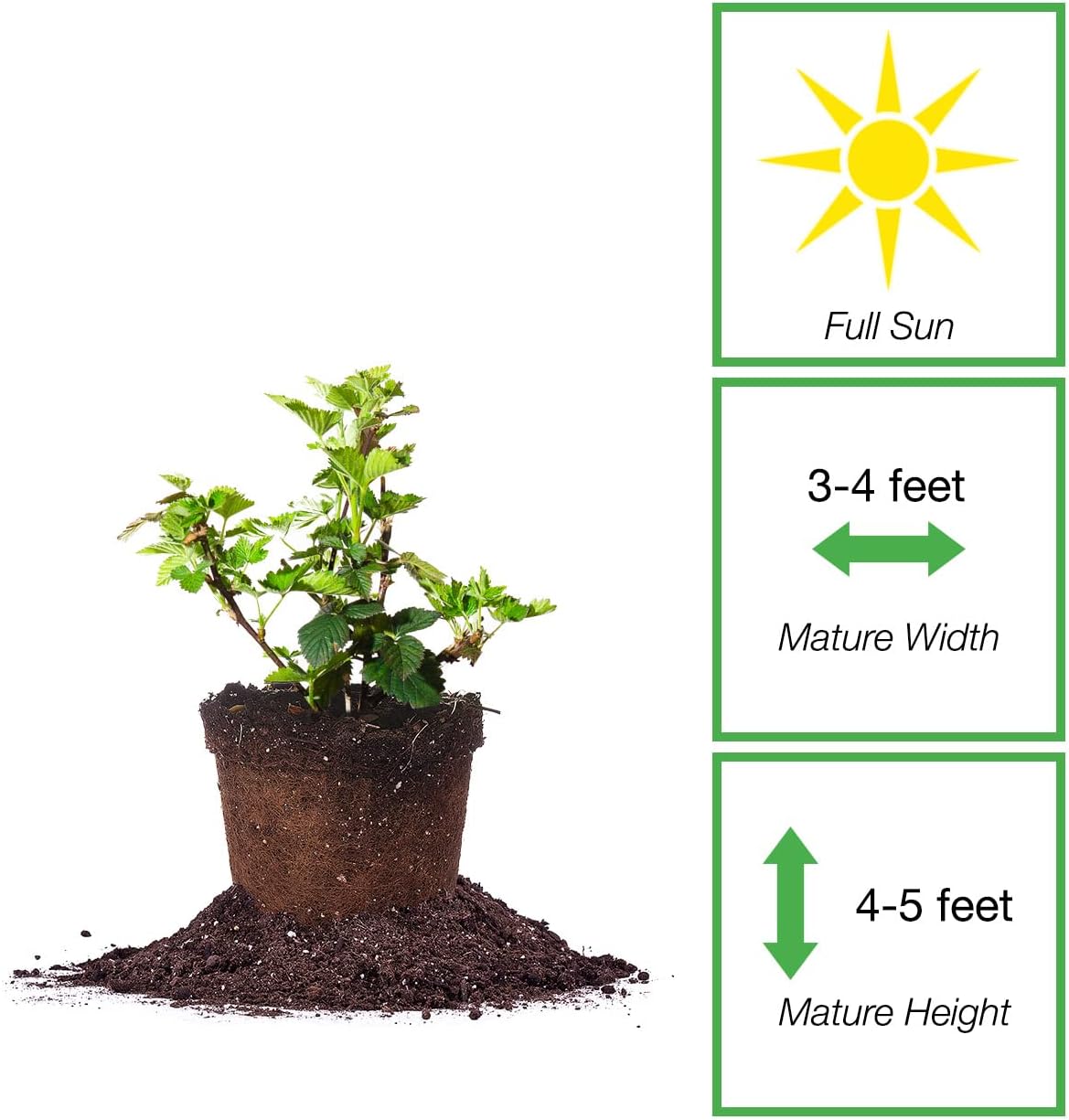 PERFECT PLANTS PrimeArk Freedom BlackBerry Bush 1 Gallon | Live Thornless Fruit for Outdoor Planting | Large Fruits for Home Gardens | Dark Purple Berries Emerge During Early Summer