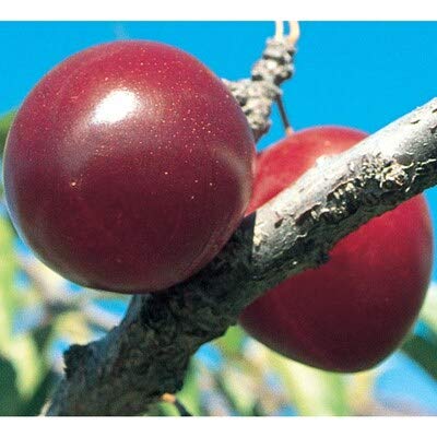 Scarlet Beauty Plum - Self Pollinating - Live Fruit Tree Shipped 2 to 3 Feet Tall by DAS Farms (No California)