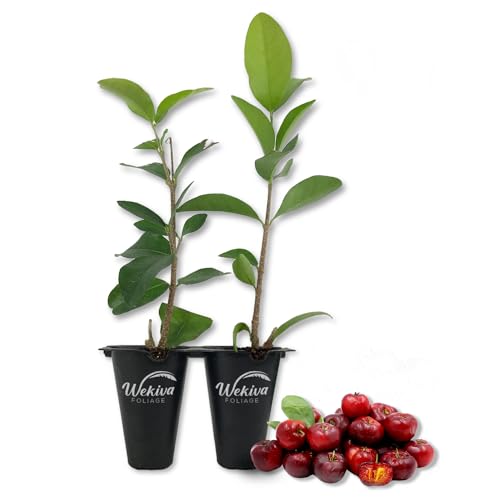 Barbados Cherry Tree - Live Starter Plant in a 2 Inch Pot - Malpighia Emarginata - Edible Fruit Bearing Tree for The Patio and Garden