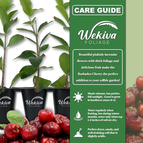 Barbados Cherry Tree - Live Starter Plant in a 2 Inch Pot - Malpighia Emarginata - Edible Fruit Bearing Tree for The Patio and Garden