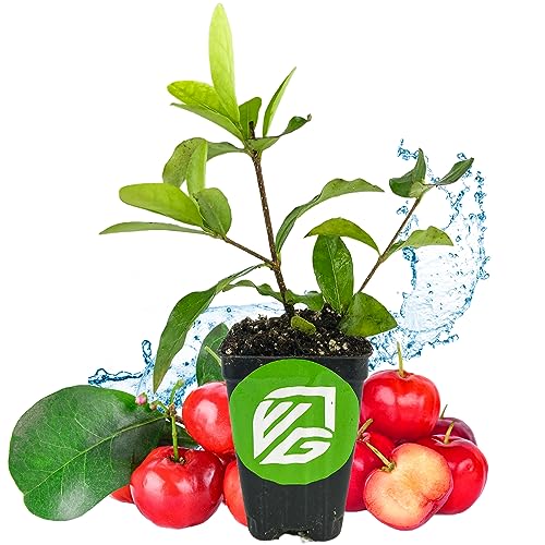 Barbados Cherry Live Plant (Acerola/Wild Crapemyrtle) - Malpighia emarginata - Wellspring Gardens Starter Plant - Healthy Live Plant - Compact Size Fresh Fruit, Ideal for Gardens & Containers