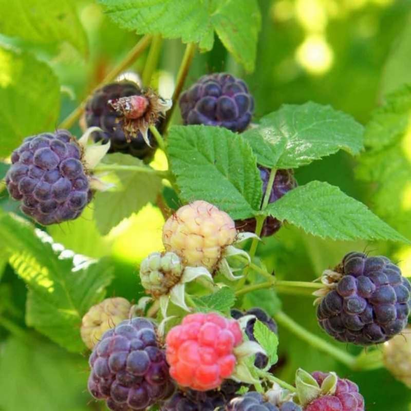 2 Caroline Red Raspberry Plants Live Seedlings 5 to 8 Inch Tall, Red Raspberry Bush Live Plants, Sweet Raspberries Fruit Trees Live Plants
