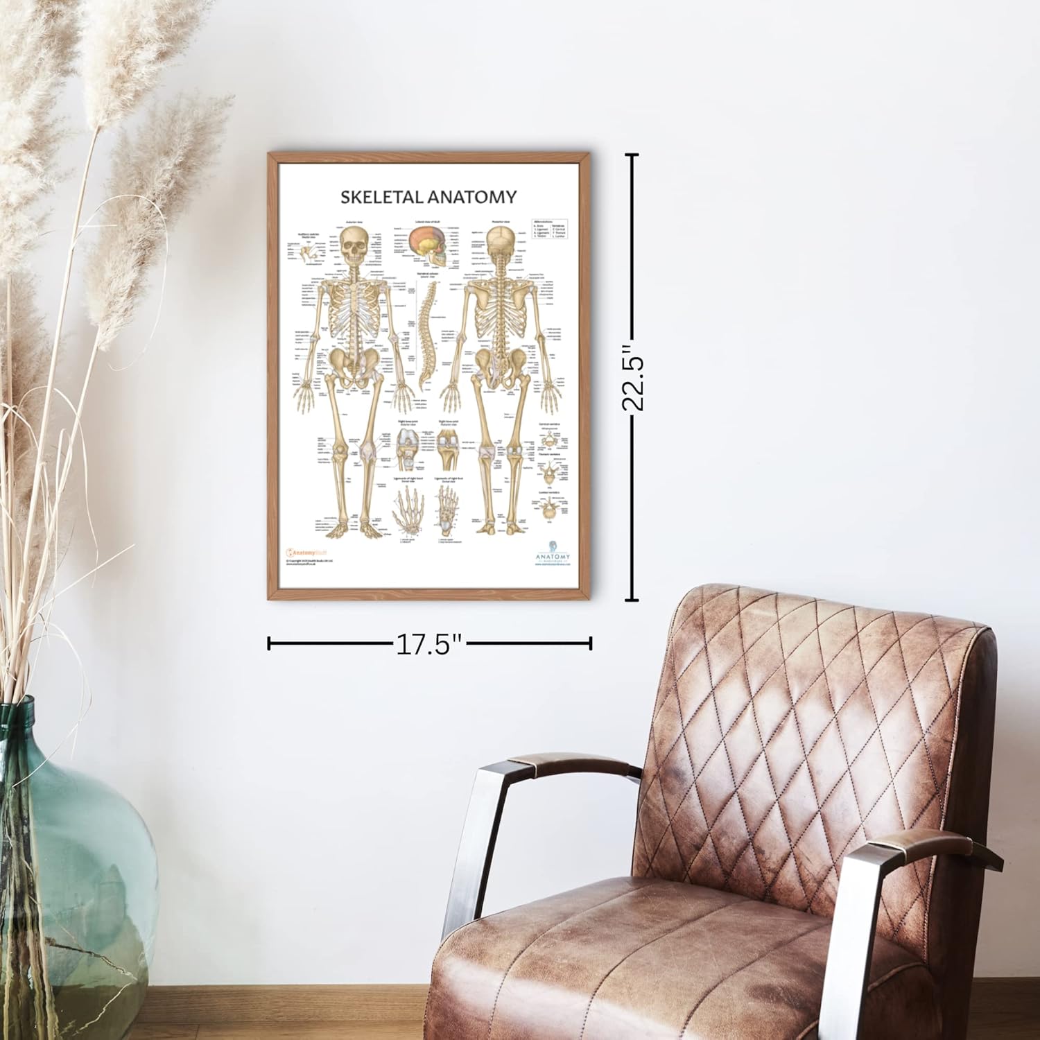 Axis Scientific Mini Human Skeleton Model with Metal Stand, 31