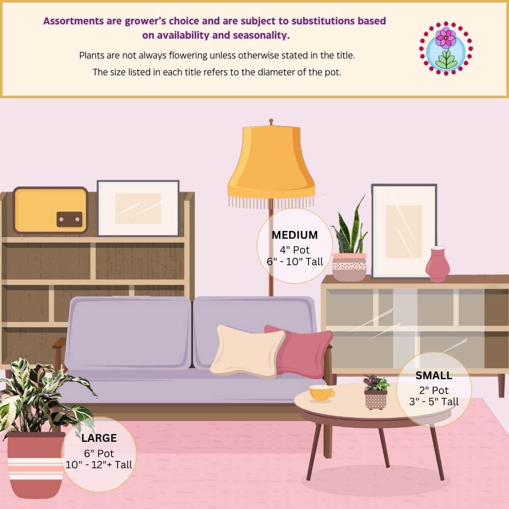 BubbleBlooms Philodendron Ring of Fire Rare Hybrid Philo in a 2 inch Pot