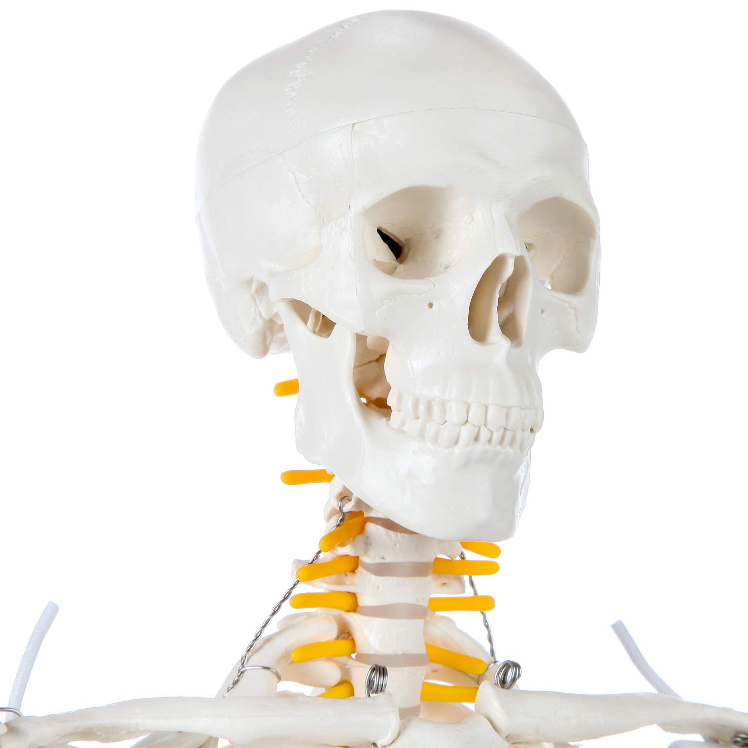 Axis Scientific Mini Human Skeleton Model with Metal Stand, 31